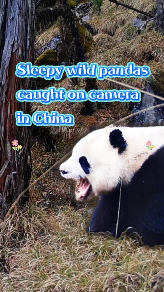 Sleepy wild pandas caught on camera in China