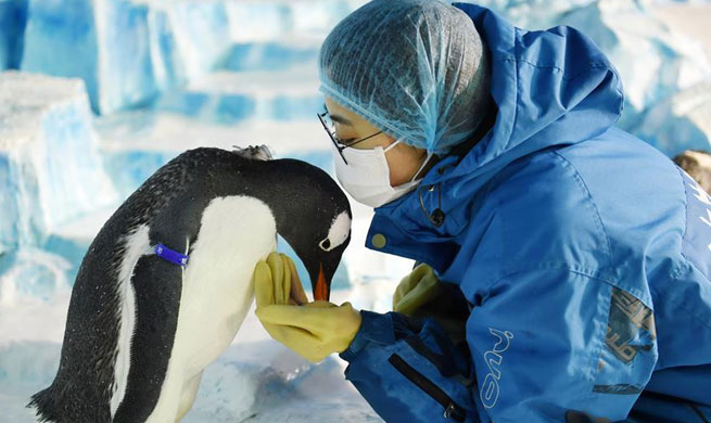 Pic story of Penguin feeder at China&rsquo;s Harbin Polarland