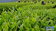 茗香亞洲 茶韻綿長(zhǎng)