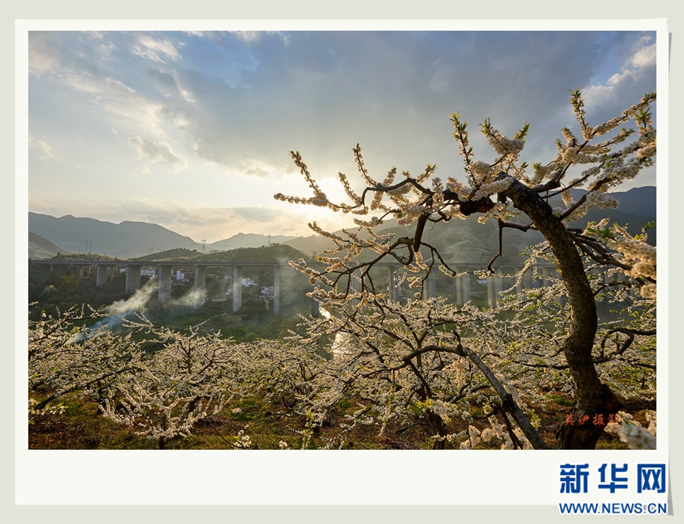 李花白，彩霞紅，春意濃