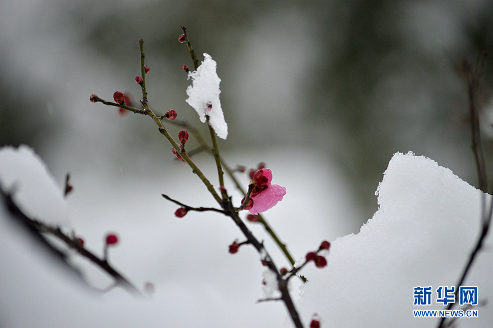 雪天隨拍