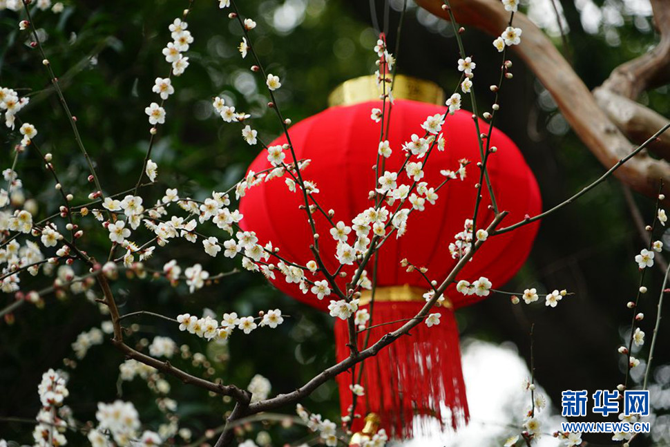 莘莊梅花展