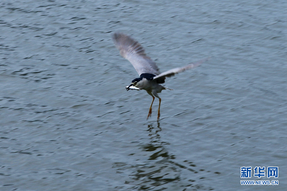 鷺鳥捕魚