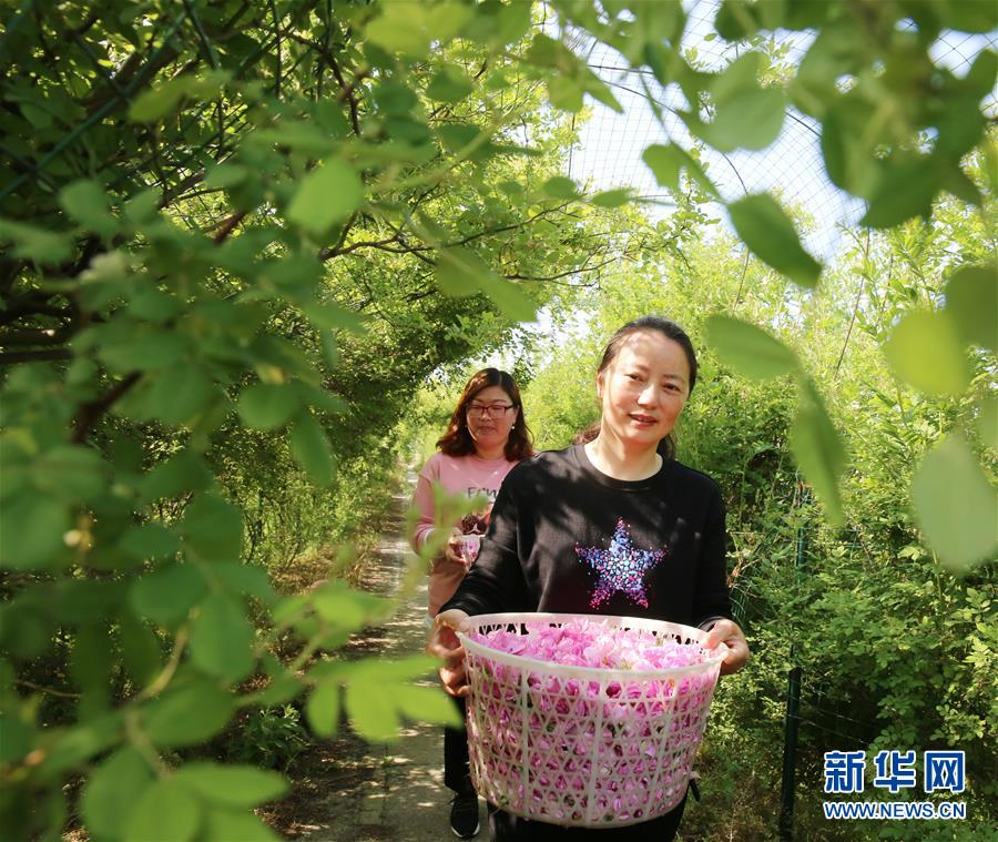 #（經(jīng)濟）（5）江蘇海安：玫瑰花鋪就農(nóng)民致富&ldquo;芬芳之路&rdquo;