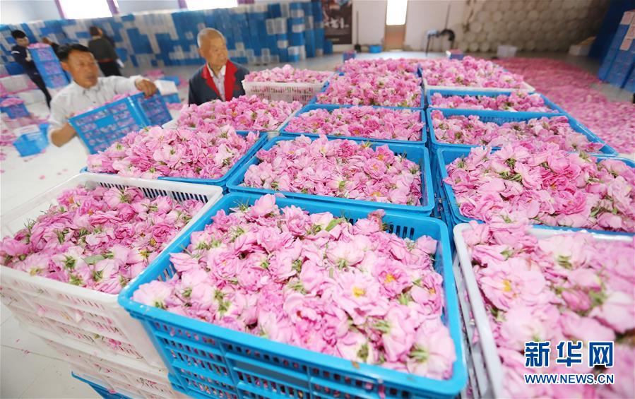 #（經(jīng)濟(jì)）（6）江蘇海安：玫瑰花鋪就農(nóng)民致富&ldquo;芬芳之路&rdquo;