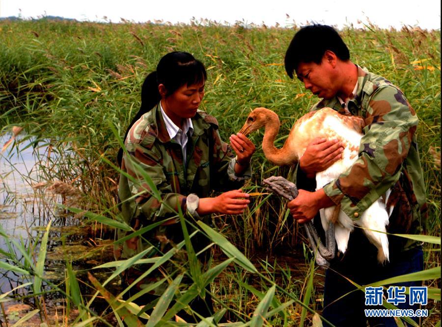（圖文互動(dòng)&middot;新華全媒頭條）（5）一家人與一群鶴的生死相守