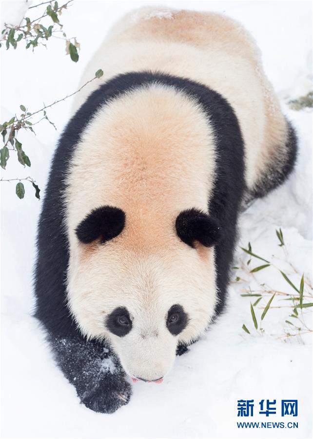 #（環(huán)境）（5）熊貓&ldquo;戲&rdquo;雪