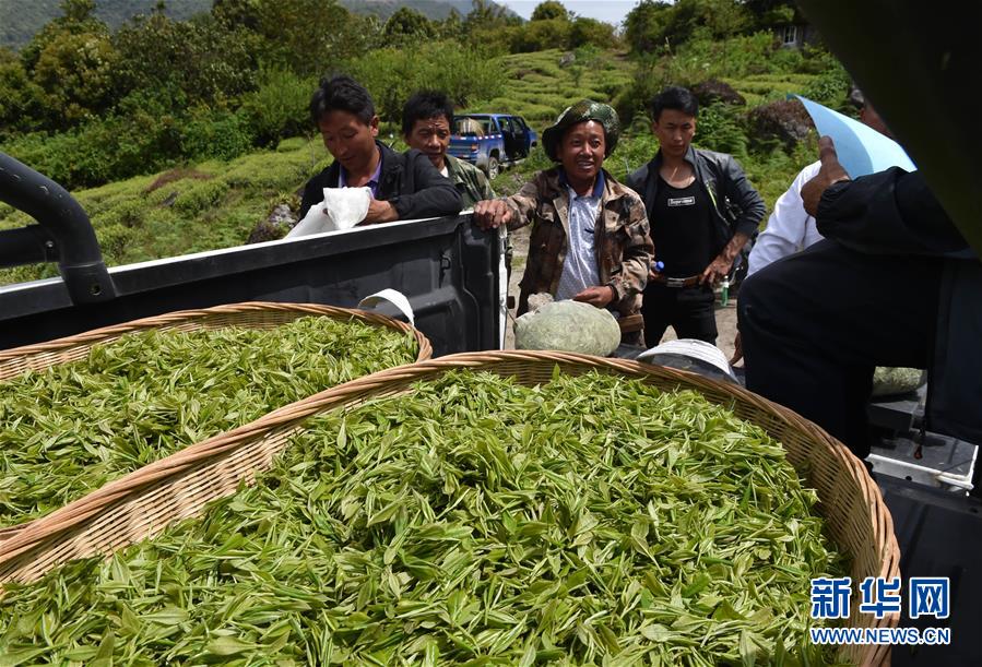（經濟）（1） 西藏墨脫：茶業(yè)變成致富&ldquo;金葉&rdquo;