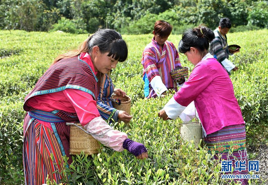 （經(jīng)濟）（3） 西藏墨脫：茶業(yè)變成致富&ldquo;金葉&rdquo;