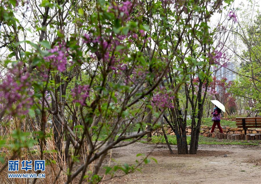 （在習(xí)近平新時代中國特色社會主義思想指引下&mdash;&mdash;新時代新氣象新作為&middot;新華全媒頭條&middot;圖文互動）（4）最濃是這中國紅&mdash;&mdash;北京市西城區(qū)弘揚(yáng)紅墻意識深化改革發(fā)展紀(jì)實(shí)