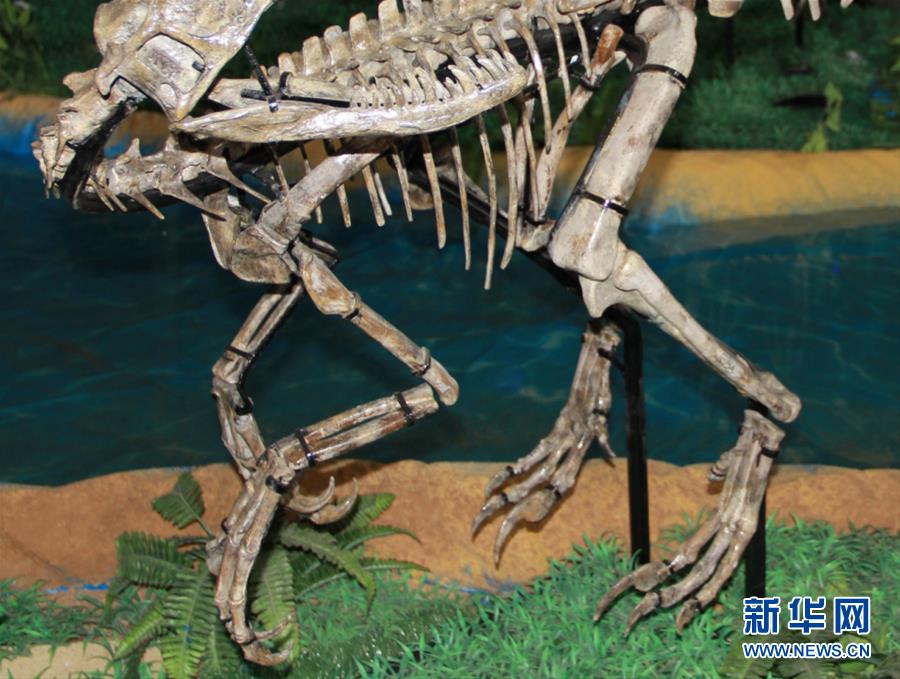 （XHDW&middot;圖文互動）（1）山東諸城發(fā)現(xiàn)小型獸腳類恐龍&ldquo;趙氏怪腳龍&rdquo;