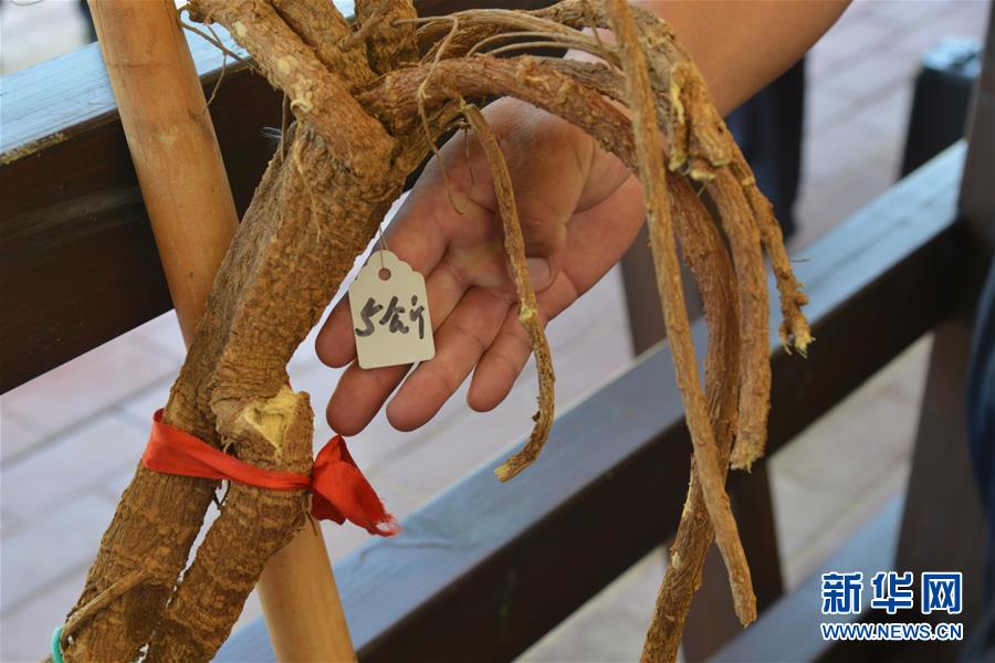 （在習(xí)近平新時代中國特色社會主義思想指引下&mdash;&mdash;新時代新作為新篇章&middot;圖文互動）（2）庫布其競相演繹&ldquo;點(diǎn)沙成金&rdquo;傳奇