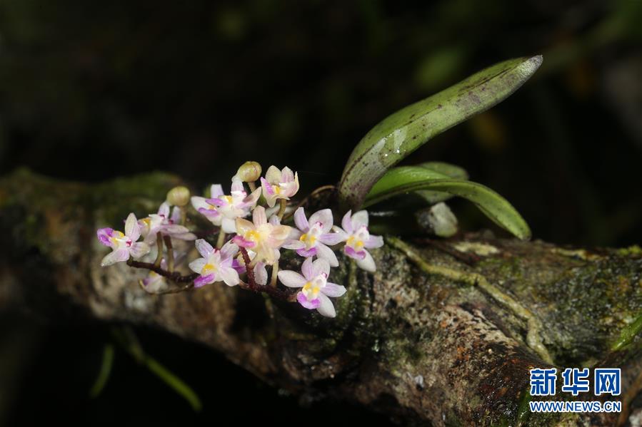 （新華全媒頭條&middot;圖文互動(dòng)）（5）歸來(lái)的雨林 