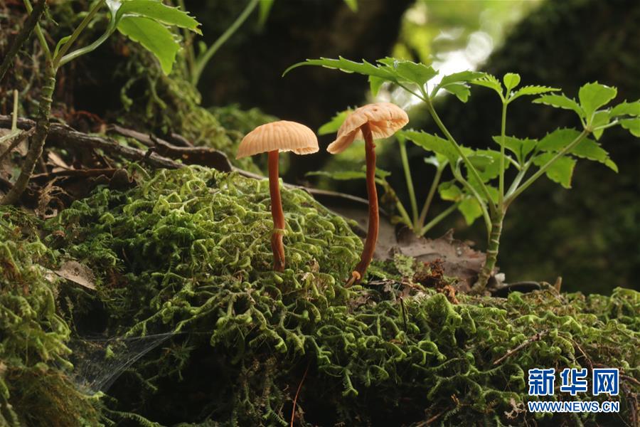 （新華全媒頭條&middot;圖文互動(dòng)）（6）歸來(lái)的雨林 