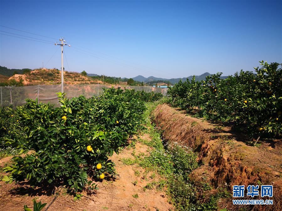 （在習(xí)近平新時代中國特色社會主義思想指引下&middot;慶祝改革開放40周年&middot;協(xié)調(diào)發(fā)展&middot;圖文互動）（4）臍橙&ldquo;三變&rdquo;見證40年變遷