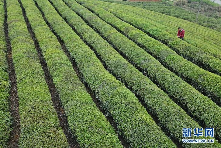 （百城百縣百企調(diào)研行&middot;圖文互動）（4）貴州湄潭：綠浪淘心 茶富萬民