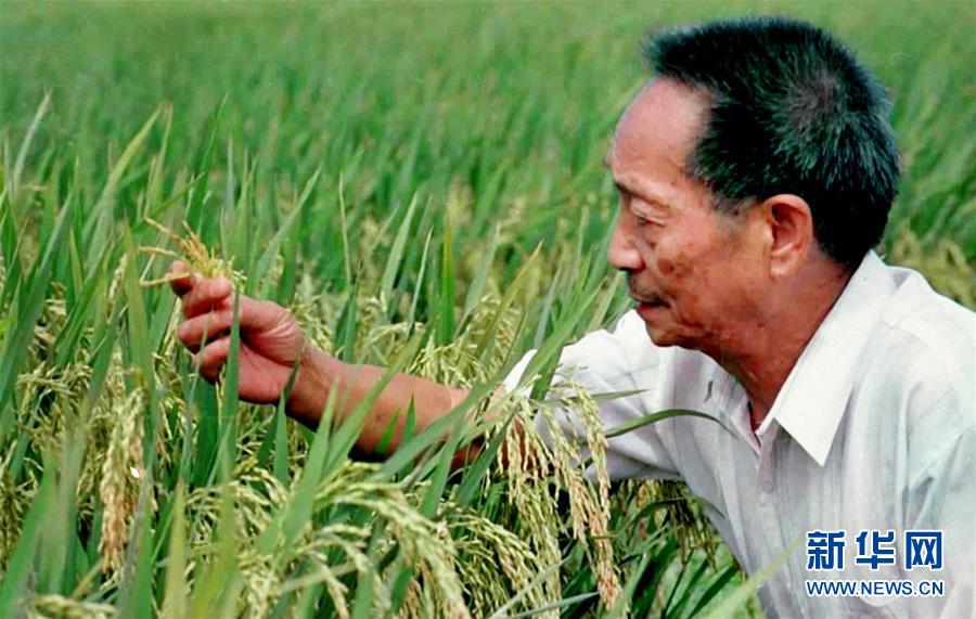 （改革先鋒風(fēng)采&middot;圖文互動(dòng)）（1）一顆稻谷的&ldquo;中國(guó)貢獻(xiàn)&rdquo;&mdash;&mdash;袁隆平的追夢(mèng)路