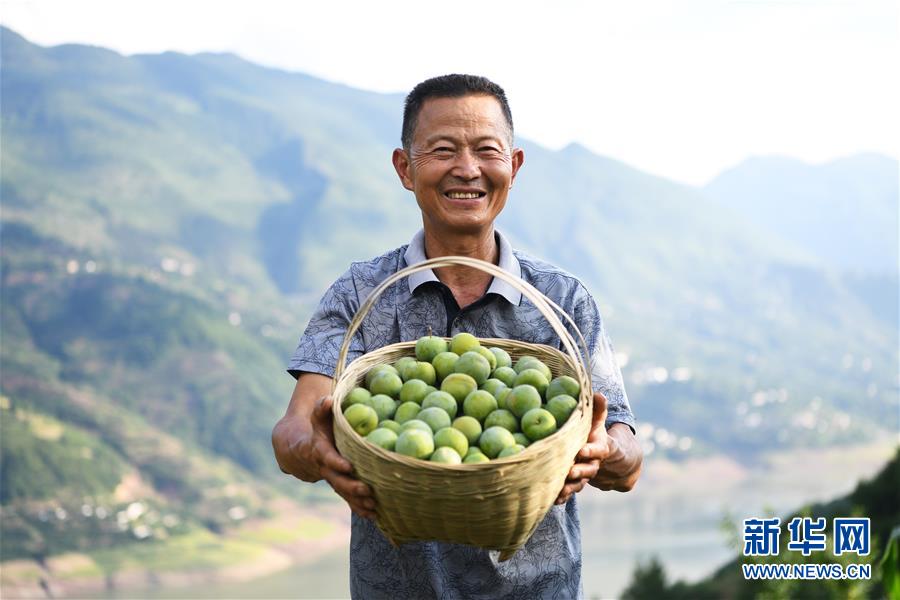 （在習(xí)近平新時(shí)代中國特色社會(huì)主義思想指引下&mdash;&mdash;新時(shí)代新作為新篇章）（10）重慶巫山：&ldquo;生態(tài)寶貝&rdquo;變身&ldquo;搖錢樹&rdquo;