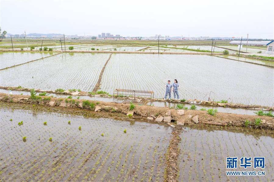 （在習(xí)近平新時(shí)代中國(guó)特色社會(huì)主義思想指引下&mdash;&mdash;新時(shí)代新作為新篇章&middot;圖文互動(dòng)）（1）大學(xué)生種田讓農(nóng)民&ldquo;老把式&rdquo;開了眼&mdash;&mdash;吉林長(zhǎng)白山下的稻田新事