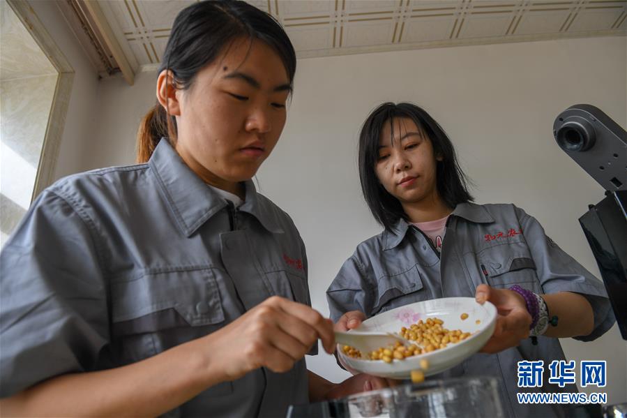 （在習(xí)近平新時(shí)代中國(guó)特色社會(huì)主義思想指引下&mdash;&mdash;新時(shí)代新作為新篇章&middot;圖文互動(dòng)）（3）大學(xué)生種田讓農(nóng)民&ldquo;老把式&rdquo;開了眼&mdash;&mdash;吉林長(zhǎng)白山下的稻田新事