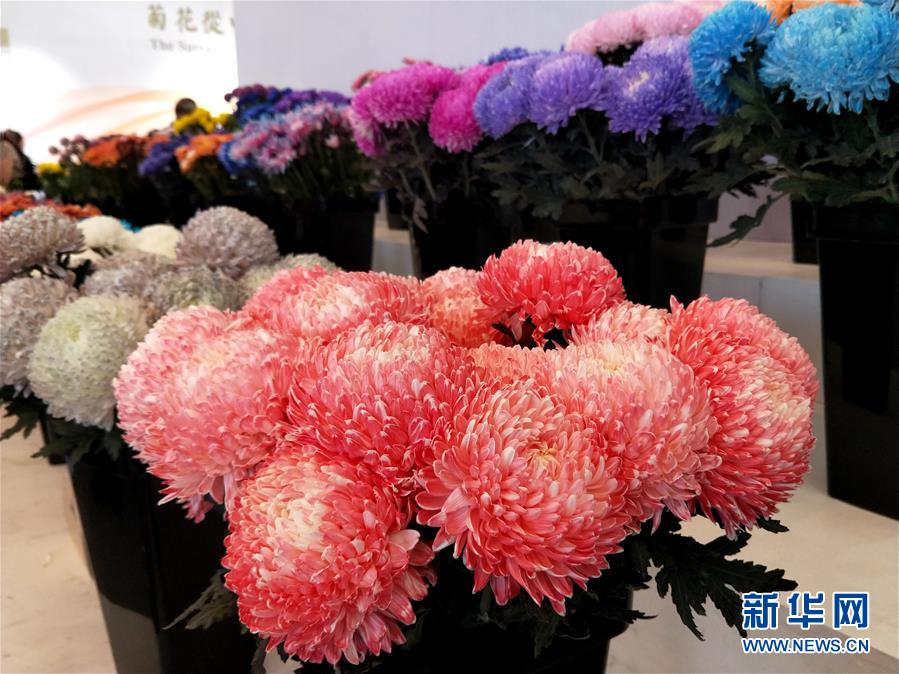 （圖文互動(dòng)）（2）上千個(gè)中外菊花參賽作品亮相北京世園會(huì)