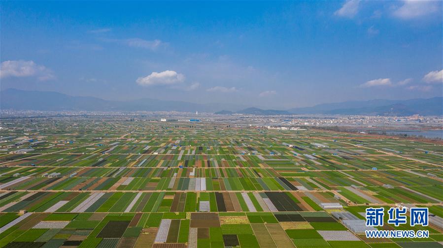 （抓好春耕備耕 穩(wěn)住農(nóng)業(yè)生產(chǎn)&middot;圖文互動(dòng)）（5）&ldquo;栽種的是菜苗，收獲的是希望&rdquo;&mdash;&mdash;云南蔬菜集散地通?？h春耕見(jiàn)聞 