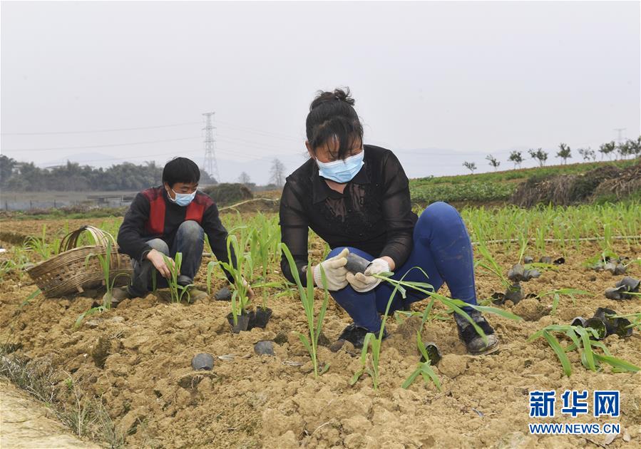 （在習(xí)近平新時(shí)代中國特色社會(huì)主義思想指引下&mdash;&mdash;新時(shí)代新作為新篇章&middot;習(xí)近平總書記關(guān)切事&middot;圖文互動(dòng)）（5）為農(nóng)田注入硬核生產(chǎn)力&mdash;&mdash;一些地方春耕中農(nóng)業(yè)科技創(chuàng)新掃描
