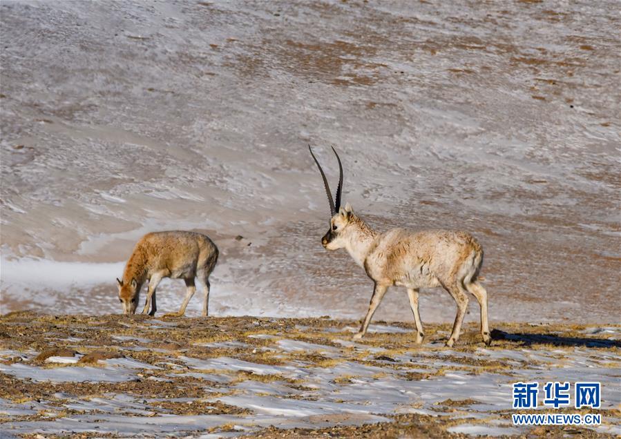 （新華全媒頭條&middot;圖文互動(dòng)）（2）跨越半個(gè)世紀(jì)的生命遷徙&mdash;&mdash;西藏極高海拔生態(tài)搬遷破解人與自然共生難題