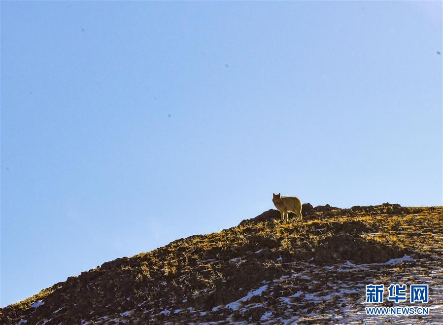 （新華全媒頭條&middot;圖文互動(dòng)）（4）跨越半個(gè)世紀(jì)的生命遷徙&mdash;&mdash;西藏極高海拔生態(tài)搬遷破解人與自然共生難題