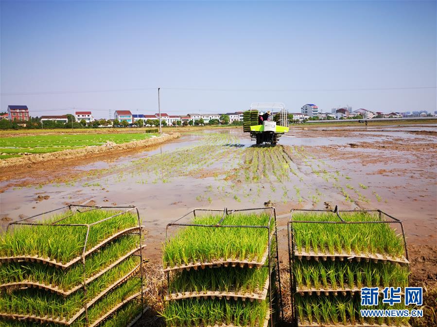 （聚焦農(nóng)業(yè)復(fù)工復(fù)產(chǎn)&middot;圖文互動）（2）發(fā)力&ldquo;單改雙&rdquo; &mdash;&mdash;水稻大省湖南的雙季稻攻堅戰(zhàn)