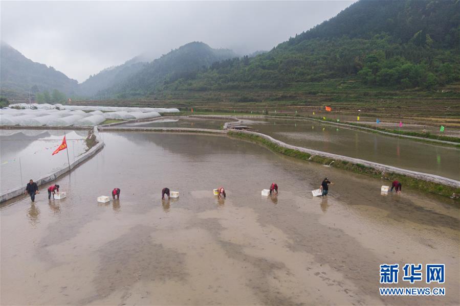 （決戰(zhàn)決勝脫貧攻堅&middot;圖文互動）脫貧戰(zhàn)場上的親兄弟