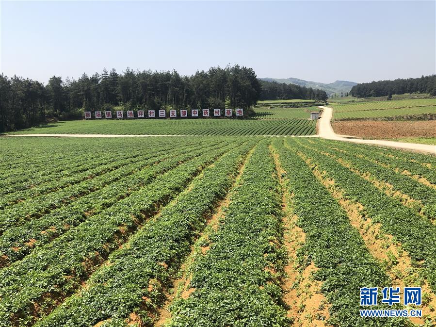 （決戰(zhàn)決勝脫貧攻堅&middot;圖文互動）（6）田野&ldquo;變奏&rdquo;讓薄土&ldquo;生金&rdquo;&mdash;&mdash;貴州農村產(chǎn)業(yè)革命助推脫貧攻堅見聞