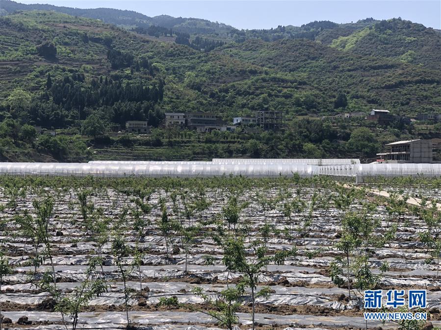 （決戰(zhàn)決勝脫貧攻堅&middot;圖文互動）（2）野奶角又見春天