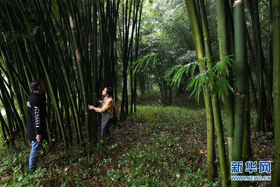 （代表委員履職&middot;圖文互動）（2）&ldquo;90后&rdquo;非遺傳承人楊昌芹：讓傳統(tǒng)文化為鄉(xiāng)村振興注入&ldquo;靈魂&rdquo;