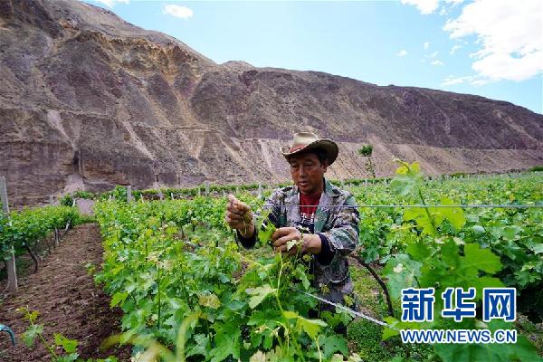 （決戰(zhàn)決勝脫貧攻堅(jiān)&middot;圖文互動(dòng)）（3）西藏昌都&ldquo;甜蜜&rdquo;產(chǎn)業(yè)助脫貧