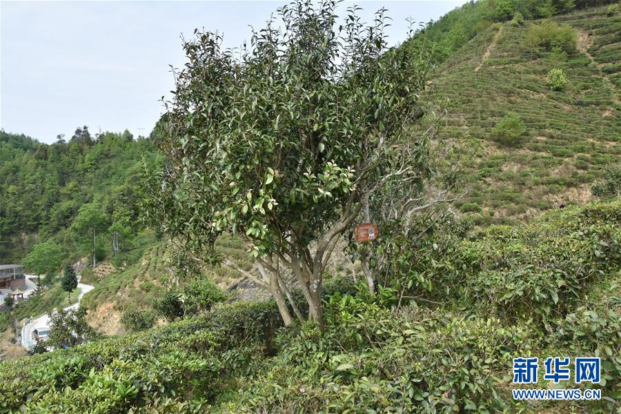 （圖片互動(dòng)）（2）再訪貴州極貧鄉(xiāng)鎮(zhèn)看&ldquo;四變&rdquo;