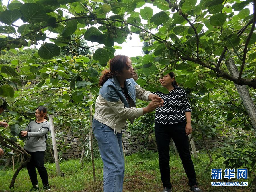 （新華全媒頭條&middot;圖文互動）（10）初夏，循著總書記的腳步探訪產(chǎn)業(yè)扶貧新事