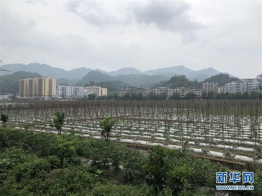 （決戰(zhàn)決勝脫貧攻堅&middot;圖文互動）（1）特色產(chǎn)業(yè)開啟貴州貧困山區(qū)發(fā)展新路徑