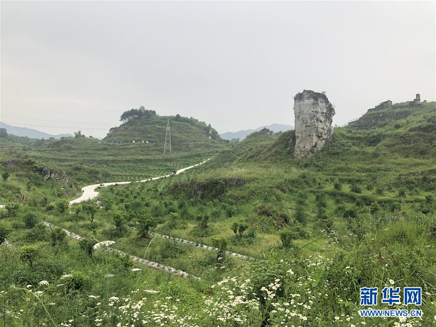 （決戰(zhàn)決勝脫貧攻堅&middot;圖文互動）（2）特色產(chǎn)業(yè)開啟貴州貧困山區(qū)發(fā)展新路徑