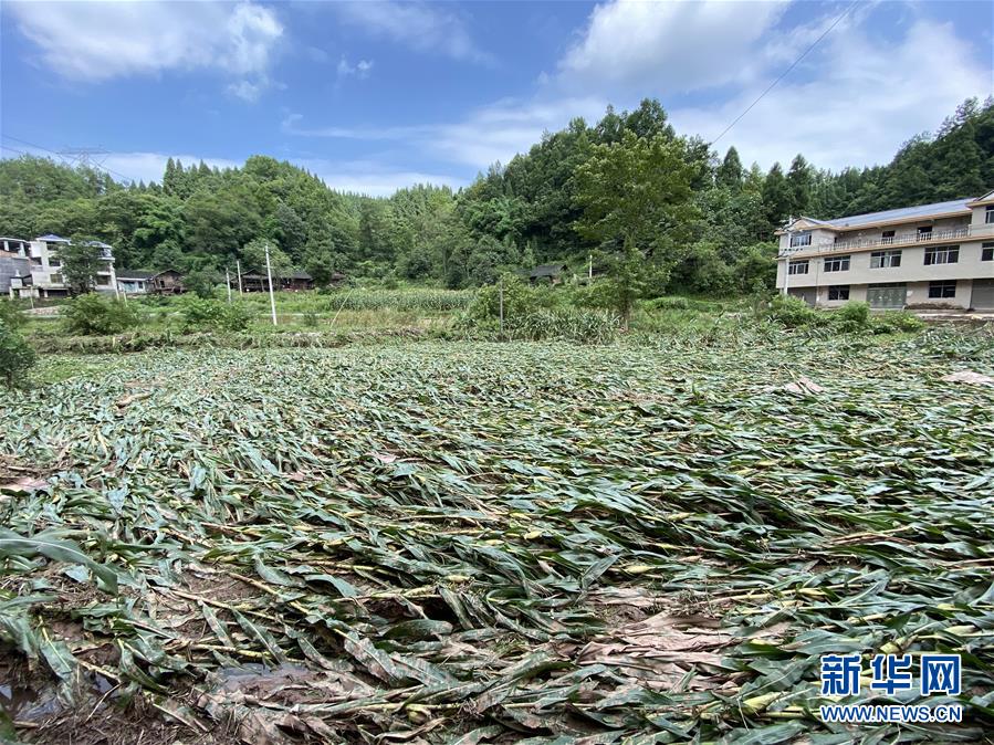 （防汛抗洪&middot;圖文互動(dòng)）（4）山洪襲來(lái)前，澧水河畔大轉(zhuǎn)移