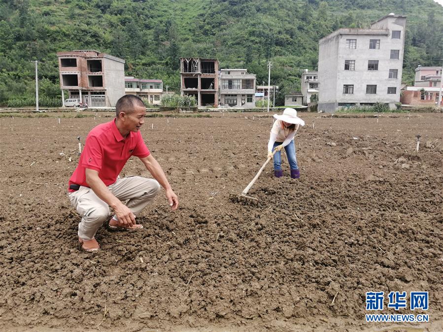 （決戰(zhàn)決勝脫貧攻堅&middot;圖文互動）（2）貴州：農(nóng)業(yè)保險&ldquo;花小錢&rdquo;保收入穩(wěn)市場
