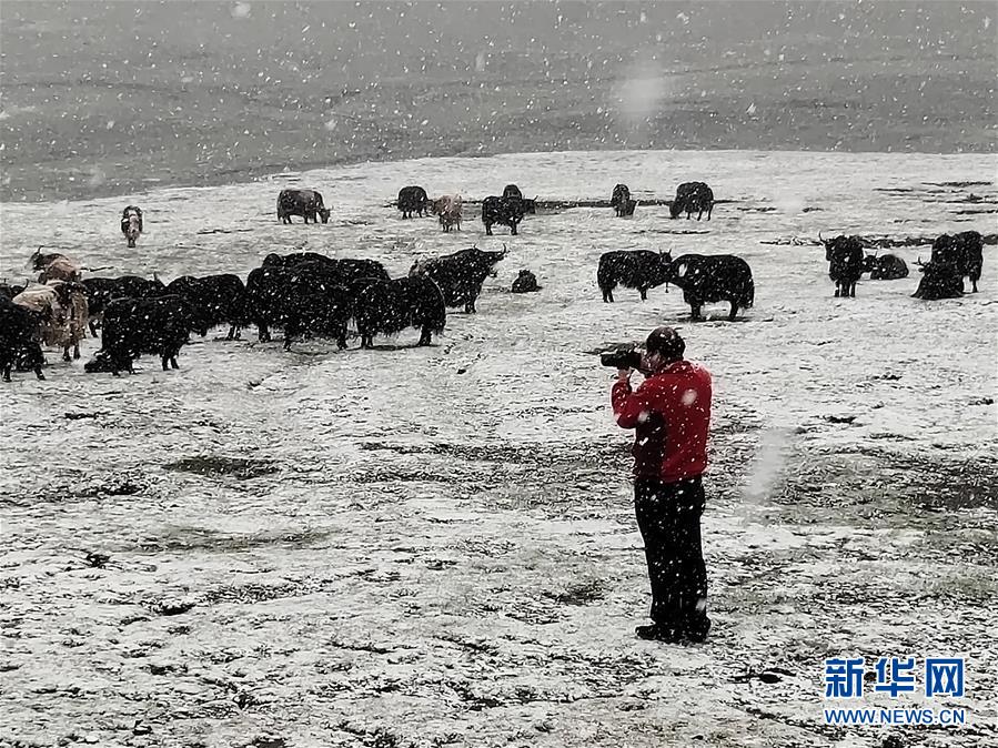 （新時代擔當作為典型&middot;圖文互動）（3）草地生態(tài)專家趙新全：情深不舍三江源