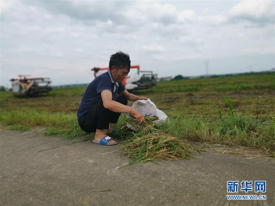 （新華視點(diǎn)&middot;聚焦餐桌外的浪費(fèi)&middot;圖文互動）（1）顆粒歸倉為何難實(shí)現(xiàn)？我國糧食收割環(huán)節(jié)損失驚人