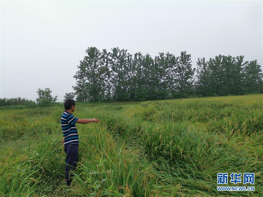 （新華視點(diǎn)&middot;聚焦餐桌外的浪費(fèi)&middot;圖文互動）（2）顆粒歸倉為何難實(shí)現(xiàn)？我國糧食收割環(huán)節(jié)損失驚人