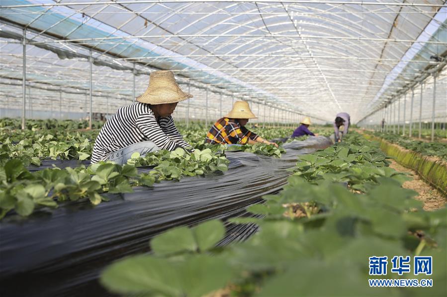 （新華全媒頭條&middot;決戰(zhàn)決勝脫貧攻堅&middot;督戰(zhàn)未摘帽貧困縣&middot;圖文互動）（12）不獲全勝，決不收兵&mdash;&mdash;全國52個掛牌督戰(zhàn)貧困縣脫貧攻堅紀(jì)實