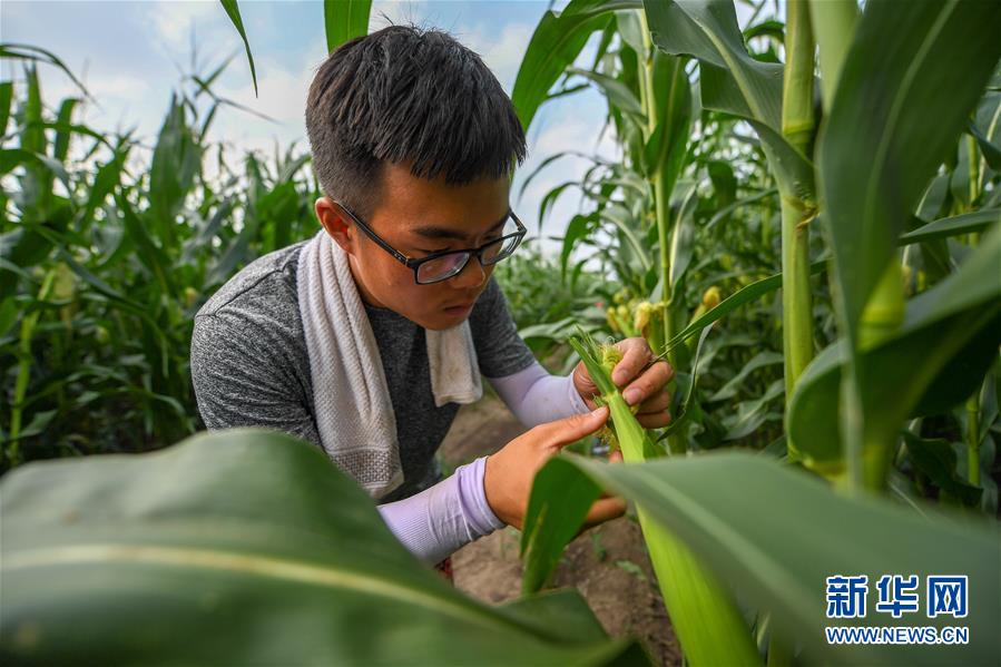 （新華全媒頭條&middot;圖文互動(dòng)）（7）為現(xiàn)代農(nóng)業(yè)探新路&mdash;&mdash;來自吉林梨樹的田野報(bào)告