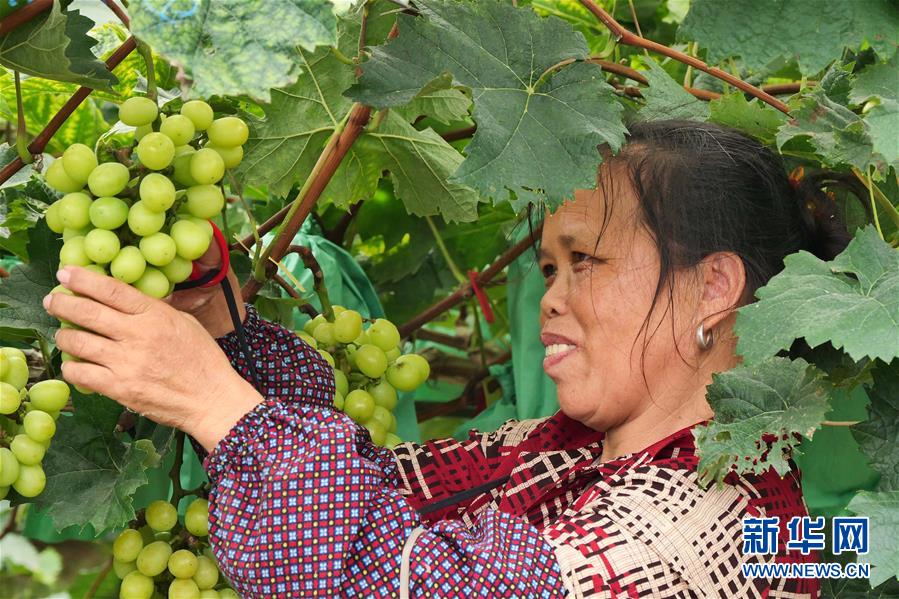 （決戰(zhàn)決勝脫貧攻堅(jiān)&middot;圖文互動(dòng)）（2）同飲一江水 攜手&ldquo;斬窮根&rdquo;&mdash;&mdash;深圳對(duì)口廣西河池、百色扶貧協(xié)作見(jiàn)聞