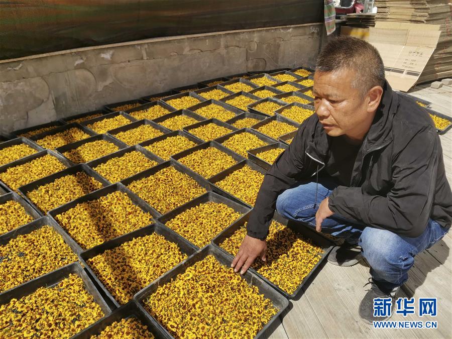 （決戰(zhàn)決勝脫貧攻堅(jiān)&middot;圖文互動）（2）帕米爾高原盛開&ldquo;富民花&rdquo;