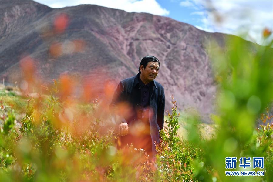 （西藏昌都解放70周年&middot;圖文互動(dòng)）（1）&ldquo;我有一個(gè)植樹(shù)夢(mèng)&rdquo;&mdash;&mdash;扎西旺堆和他的&ldquo;綠色家園&rdquo;