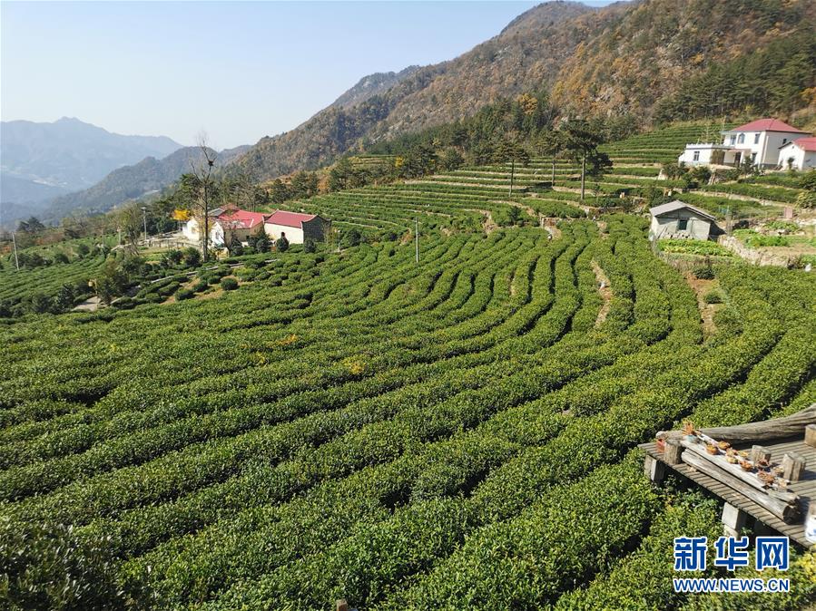（決戰(zhàn)決勝脫貧攻堅&middot;圖文互動）（1）咬定&ldquo;茶&rdquo;山不放松&mdash;&mdash;安徽大別山區(qū)石佛村依靠茶產(chǎn)業(yè)脫貧致富見聞